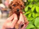A Kalite Poodle Yavrularım