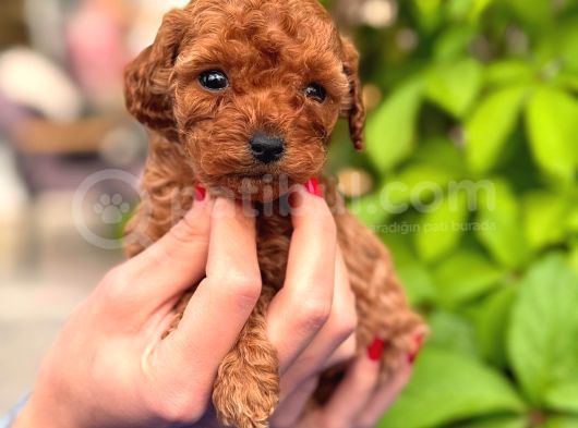A Kalite Poodle Yavrularım görsel
