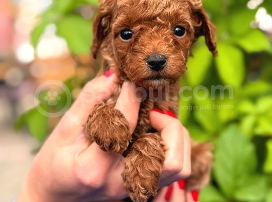 A Kalite Poodle Yavrularım görsel