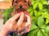 A Kalite Poodle Yavrularım