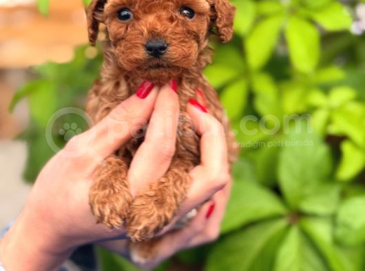 A Kalite Poodle Yavrularım görsel