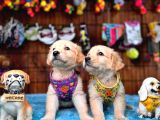 Burkem Ailesinden Hayat Dostunuz Golden Retriever Bebeklerim