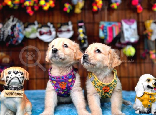 Burkem Ailesinden Hayat Dostunuz Golden Retriever Bebeklerim görsel