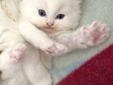 yavru kedi