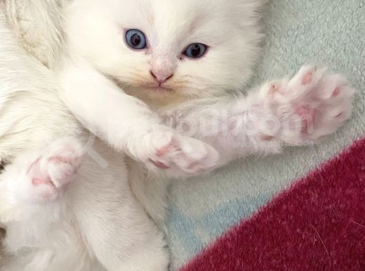 Yavru Kedi