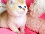 Kalite Sevelere Özel Golden Ny12 Şampanya British Shorthair