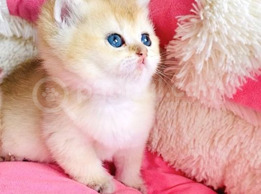 Kalite Sevelere Özel Golden Ny12 Şampanya British Shorthair görsel