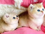 Kalite Sevelere Özel Golden Ny12 Şampanya British Shorthair