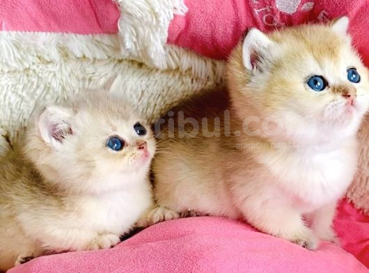 Kalite Sevelere Özel Golden Ny12 Şampanya British Shorthair görsel