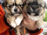 MİNİ BOY SHIHTZU BEBEKLERİM