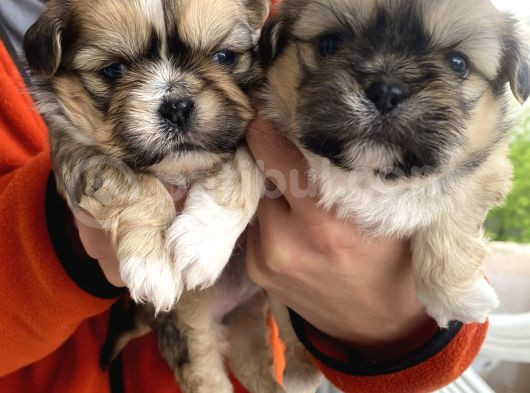 Mi̇ni̇ Boy Shihtzu Bebekleri̇m