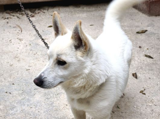 Rus Finosu Yavrular görsel