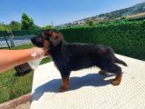 Safkan ALMAN KURDU yavrular Mağazamızdan sizlerle
