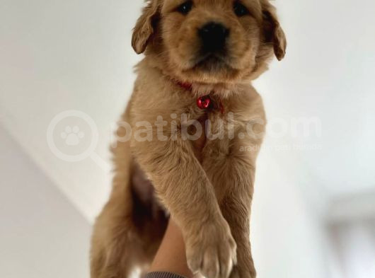 Baby Face Golden Yavrular Mağazamızdan Sizlerle görsel