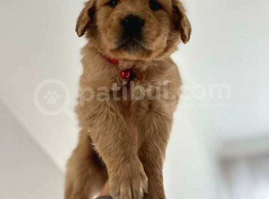 Baby Face Golden Yavrular Mağazamızdan Sizlerle