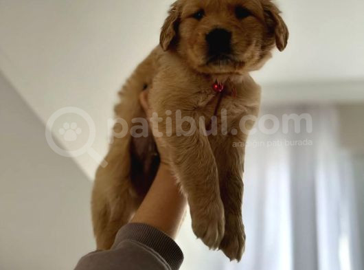 Baby Face Golden Yavrular Mağazamızdan Sizlerle görsel
