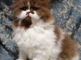 Cinnamon bicolor Tarçın Kahverengi British L Yavru 2ay