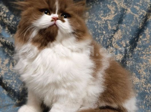 Cinnamon Bicolor Tarçın Kahverengi British L Yavru 2Ay görsel