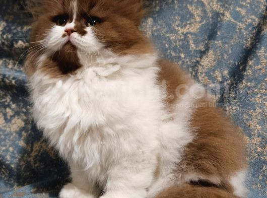 Cinnamon Bicolor Tarçın Kahverengi British L Yavru 2Ay görsel
