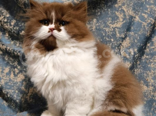Cinnamon Bicolor Tarçın Kahverengi British L Yavru 2Ay görsel
