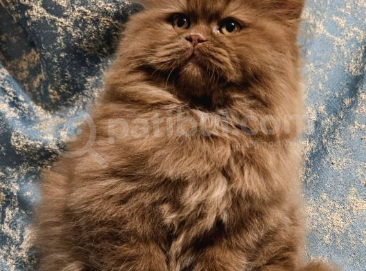 Cinnamon Tarçın Kahverengi British L Yavru 2 Ay görsel