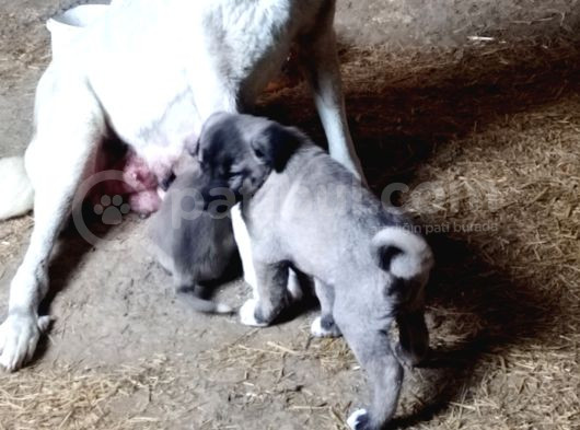 Safkan Sivas Kangalları görsel