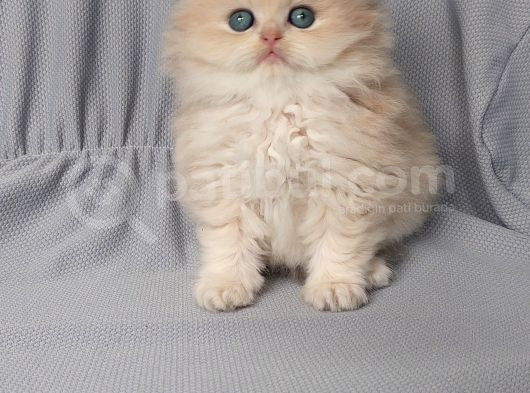 Pamuk Prensim görsel