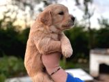 Baby Face Golden Retriever Yavrular