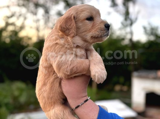 Baby Face Golden Retriever Yavrular görsel