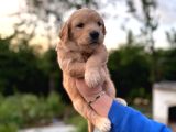 Baby Face Golden Retriever Yavrular
