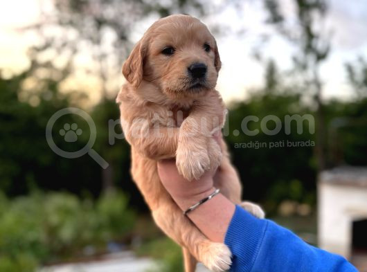 Baby Face Golden Retriever Yavrular