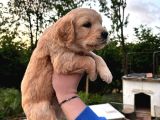 Baby Face Golden Retriever Yavrular