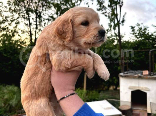 Baby Face Golden Retriever Yavrular görsel