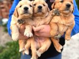 Baby Face Golden Retriever Yavrular