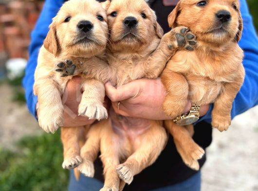Baby Face Golden Retriever Yavrular görsel