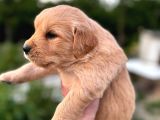 Baby Face Golden Retriever Yavrular