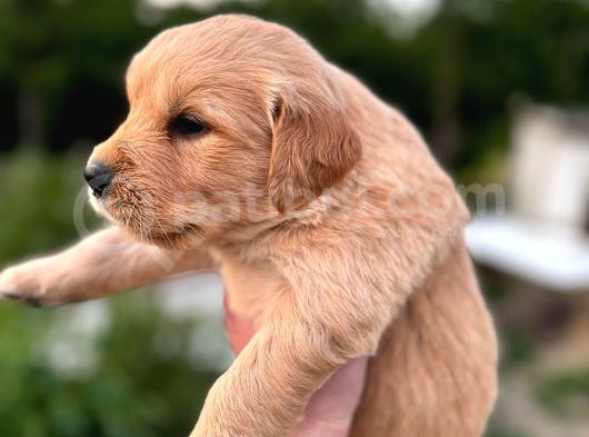 Baby Face Golden Retriever Yavrular görsel