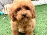 MİNİ BOY TOY POODLE KIZIMIZ