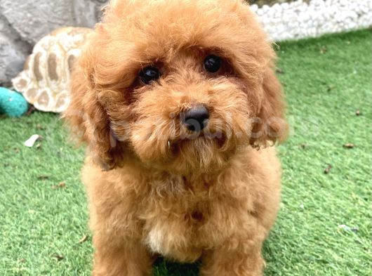 Mi̇ni̇ Boy Toy Poodle Kizimiz