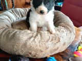 Mükemmel Kalitede Border Collie Bebekler Için Acele Edin