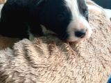 Mükemmel Kalitede Border Collie Bebekler Için Acele Edin