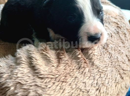 Mükemmel Kalitede Border Collie Bebekler Için Acele Edin görsel