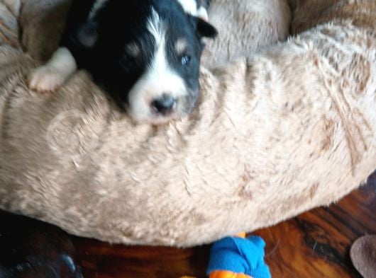 Mükemmel Kalitede Border Collie Bebekler Için Acele Edin görsel