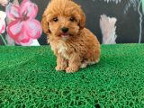 Şeker tadında sağlık ve ırk garantili maltipoo