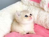 Değerini Bilene Golden Cy12 British Shorthair Bebegim