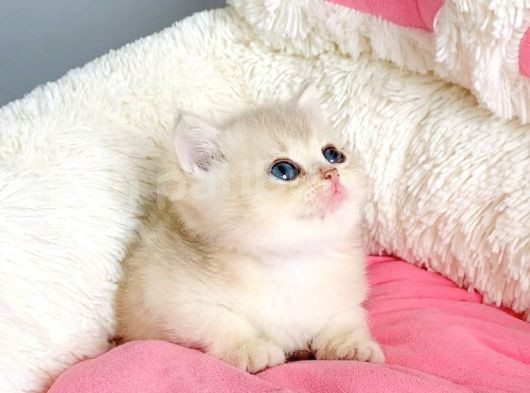 Değerini Bilene Golden Cy12 British Shorthair Bebegim görsel