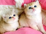 Kalite Sevelere Özel Golden Ny12 Şampanya British Shorthair