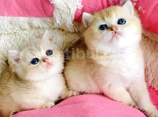 Kalite Sevelere Özel Golden Ny12 Şampanya British Shorthair görsel