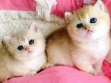 Kalite Sevelere Özel Golden Ny12 Şampanya British Shorthair