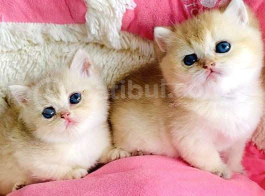 Kalite Sevelere Özel Golden Ny12 Şampanya British Shorthair görsel